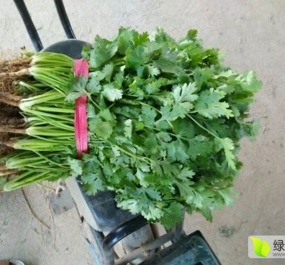 2015年河南滑县大叶香菜价格