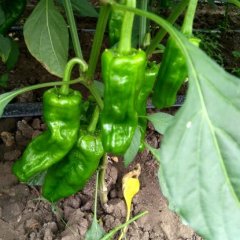 沭阳辣椒潼阳张士良诚信合作