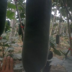 2015苏家屯冬瓜收购工作全面开展