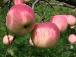 大荔苹果火热上市,范家白康诚信合作