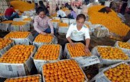2014年湖北点军宜昌蜜桔价格