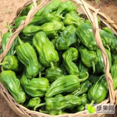 沭阳几千亩辣椒基地苏椒五号热销大江南北