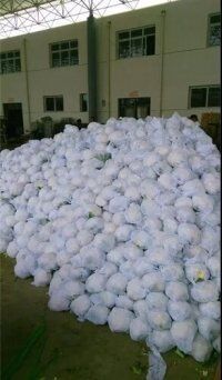 东昌府菜花品质优良,沙镇刘宪云诚信合作
