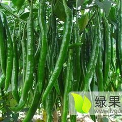 昌乐辣椒品质优良,尧沟赵延民诚信合作