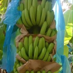 西乡塘香蕉早买早赚,坛洛小卢诚信合作