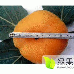 2015大荔柿子现在订货有惊喜
