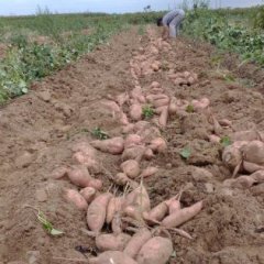 河北邢台威县章台镇东里村龙署九号红薯