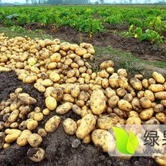 吉林扶余夏波蒂土豆绿色无公害
