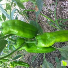 涡阳辣椒质量上乘曹集侯黎明诚信合作