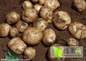 扶余延薯四号土豆保质保量