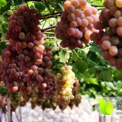 陕西临渭有大量货源，供应红提葡萄