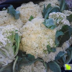 山东岱岳白面青梗松花菜菜花上货量大