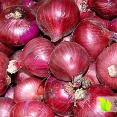 山东惠民红皮洋葱供应
