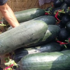 安徽萧县子弹头黑皮冬瓜假一赔十