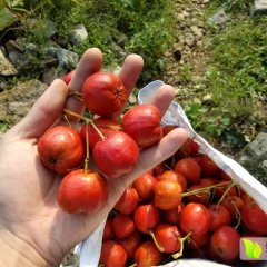 供应山东临沂优质大五棱大金星山楂量大质优耐