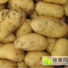 2015讷河土豆现在订货有惊喜