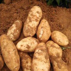 2015陕西土豆暑型好，颜色一流，质量高