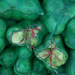 白云甘蓝逐渐升温,广州张生诚信合作