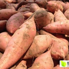 宜城新街十里长山最好的红薯