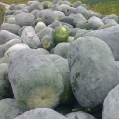 冕宁河边银灰冬瓜绿色无公害