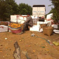 江洲沙糖桔果色金黄、皮薄肉嫩、芳香扑鼻！