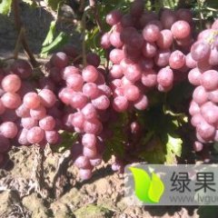 临渭红提多点开花， 崔正诚信代办