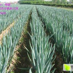 平度大葱营养丰富,仁兆吕周诚信合作