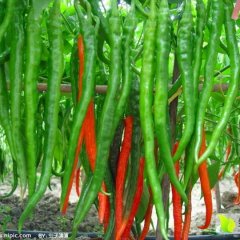 蒲城辣椒品质优良,抢白马云龙诚信合作