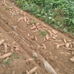 河北饶阳龙署九号红薯上货量大