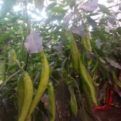 2015昌乐辣椒再不来就没机会了！