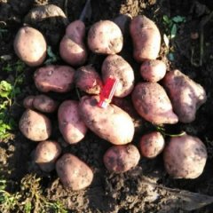 围场土豆随行就市,多伦郭邺诚信合作