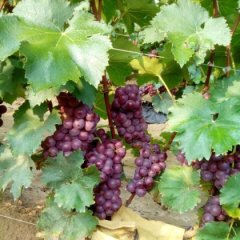 莱西巨峰葡萄肉质较软，汁多，味甜，口感好