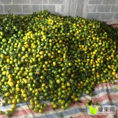 广西富川温州蜜柑皮薄光亮，肉汁细腻无渣