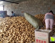 山东肥城荷兰十五土豆欢迎合作