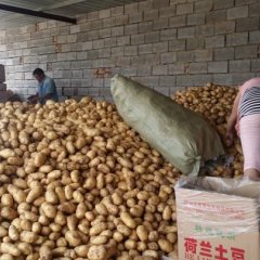 山东肥城荷兰十五土豆欢迎合作