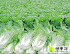 河南开封花菜·小白菜·包菜·有机花菜·大量供应