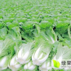 河南开封花菜·小白菜·包菜·有机花菜·大量供应