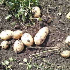 菜豆.种子找依安上游吴景军诚信合作