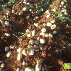 玉龙土豆价格行情平稳,太安杨志春诚信合作