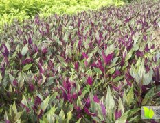 批发紫背天葵种苗，紫背菜种苗，补血菜种苗