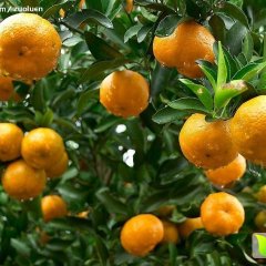 广西柳州沙糖桔大量供应