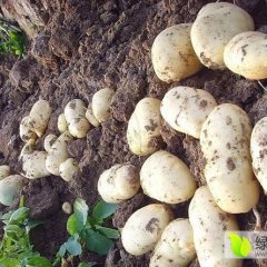 吉林农安荷兰七号土豆火热上市，所剩不多，欲购从速