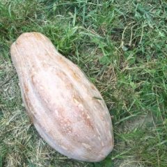 蒙城南瓜品质优良庄周马立仓诚信合作