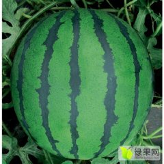 黑龙江南岗宏奥奇甜西瓜价格适宜