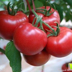 安阳县硬粉西红柿个大体圆，色泽鲜艳