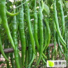 2015睢阳辣椒走过路过不要错过