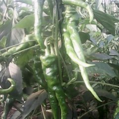 2015昌乐辣椒价格波动不大