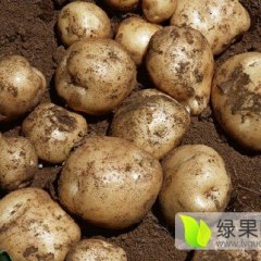 公主岭怀德延薯四号刘亚飞诚信代办