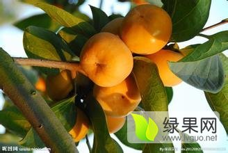 陕西甜柿子上市中甜柿子价格