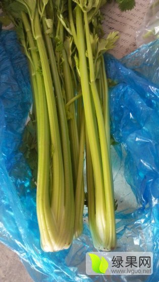 2015年山东东昌府皇妃芹菜价格
